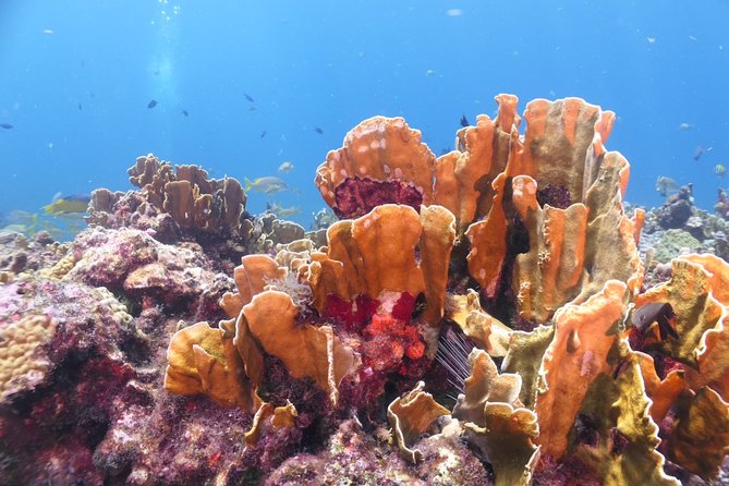 Scuba Diving Adventure WITHOUT CERTIFICATION! Try it today! - A Gentle First Step Into Scuba