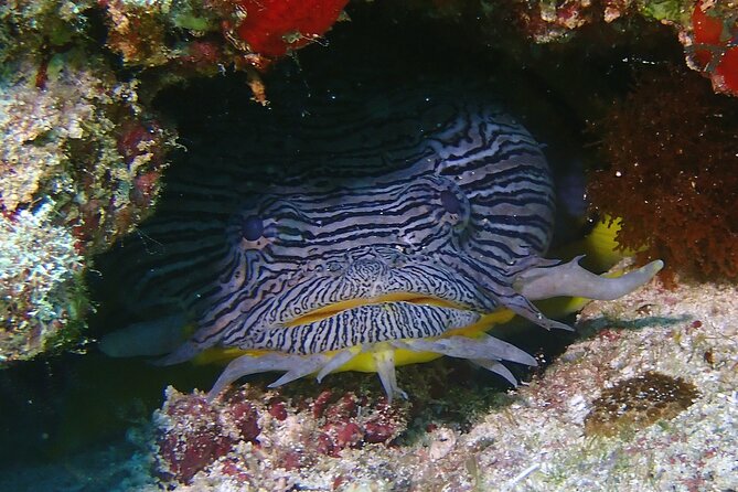 Scuba Diving Adventure WITHOUT CERTIFICATION! Try it today! - MUSA, The Underwater Museum