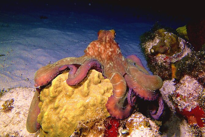 Scuba Diving Adventure WITHOUT CERTIFICATION! Try it today! - Manchones Reef And The Marine Park