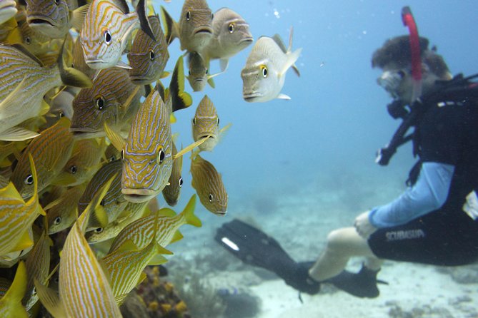 Scuba diving at MUSA the underwater museum for certified divers - Exploring the statues at MUSA