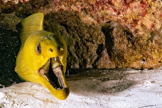 Scuba Diving in Cozumel Island - Is $220 a fair price?