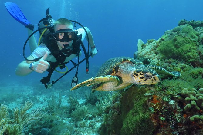 Scuba Diving Under Water Museum and Reef for beginners - Key Points to Know Before You Book