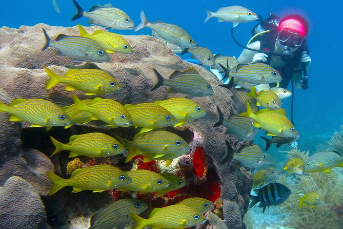 Scuba Diving Under Water Museum and Reef for beginners - What the Instructors Do Well