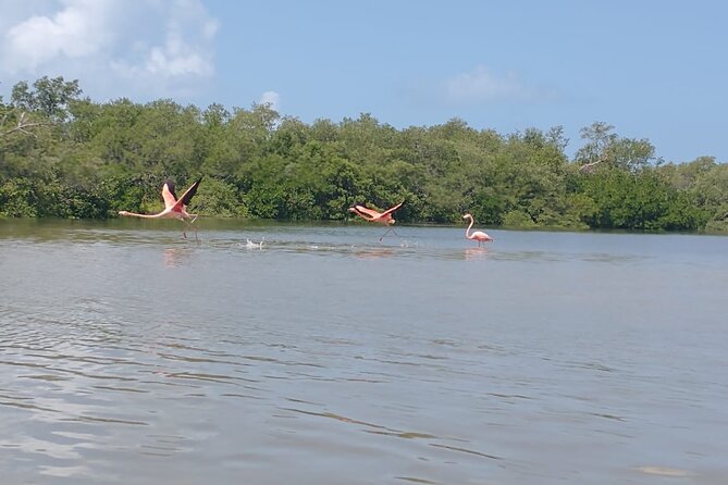 Shared mangroves kayak tour in Holbox - Why Holbox’s mangroves are worth your morning