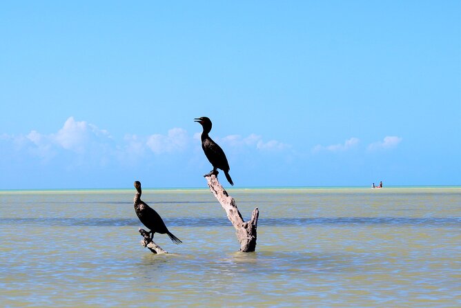 Shared mangroves kayak tour in Holbox - What the price includes at $69.30