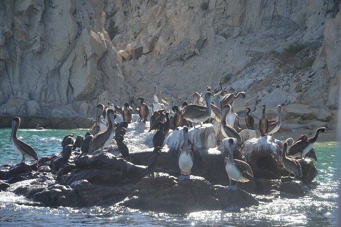 Shared Tour to the Arch of Cabo San Lucas - El Arco and the meeting of two seas