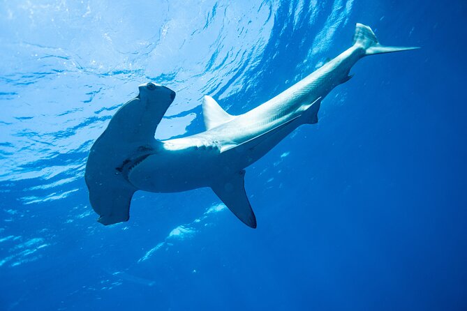 Shark Safari & Snorkel Adventure in Cabo San Lucas - Wildlife between the marina and the shark site