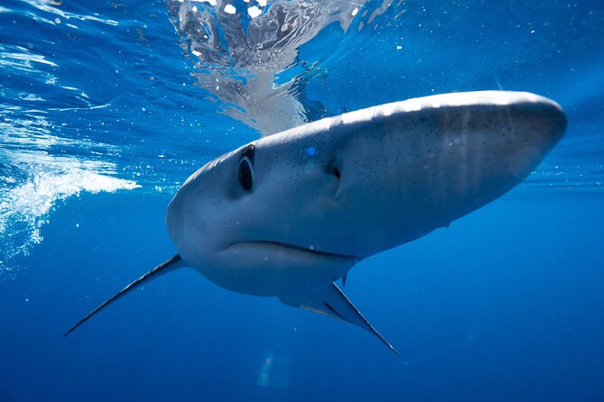 Shark Safari & Snorkel Adventure in Cabo San Lucas - Mako and blue sharks: thrilling, but never guaranteed