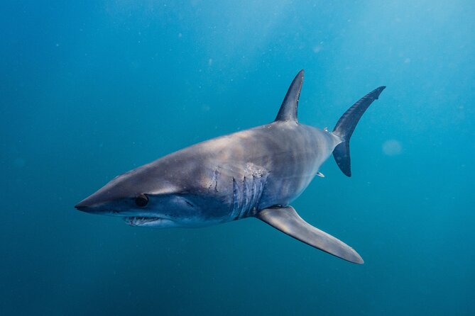Shark Safari & Snorkel Adventure in Cabo San Lucas - A crew that earns trust