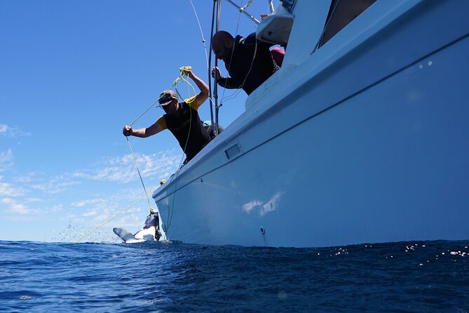 Shark Safari & Snorkel Adventure in Cabo San Lucas - Photos and videos included in the price