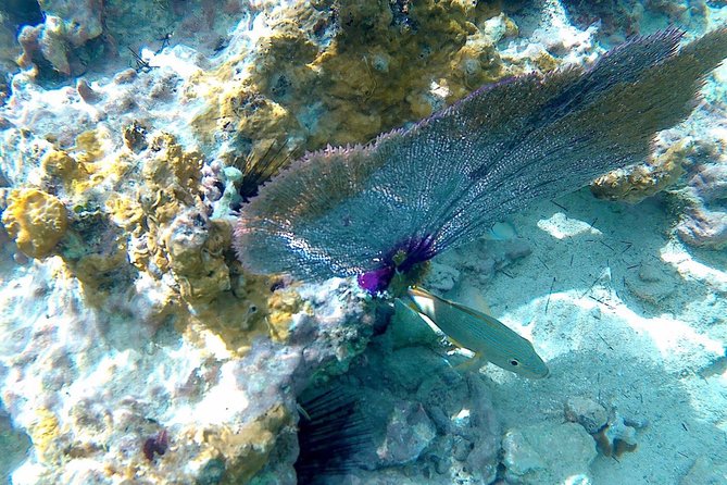SkyReef Cozumel Snorkel & Tequila Tasting - The massage: a small bonus with an upgrade option