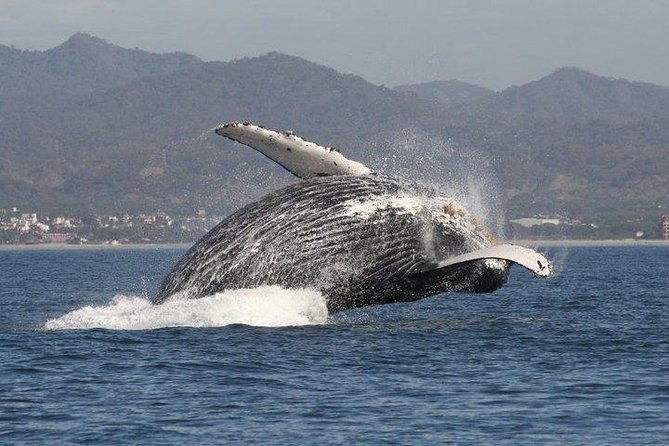 Small-Group Half-Day Whale-Watching Tour in Puerto Vallarta - What makes this whale tour worth considering