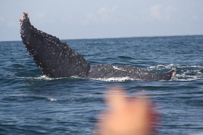 Small-Group Half-Day Whale-Watching Tour in Puerto Vallarta - Why the 12-person limit matters