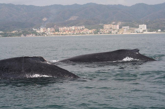 Small-Group Half-Day Whale-Watching Tour in Puerto Vallarta - Watching whales without treating them like a show