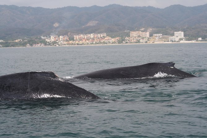 Small-Group Half-Day Whale-Watching Tour in Puerto Vallarta - The underwater microphone and whale songs