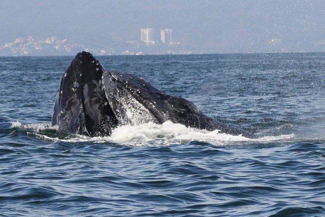 Small-Group Half-Day Whale-Watching Tour in Puerto Vallarta - Lunch after hours on the water