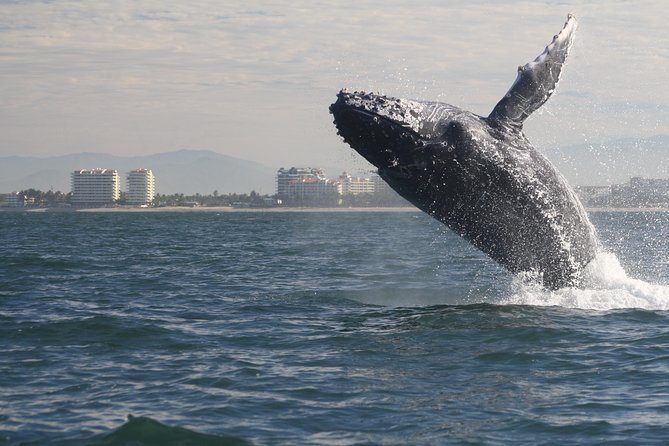 Small-Group Half-Day Whale-Watching Tour in Puerto Vallarta - Cruising Banderas Bay in search of humpbacks