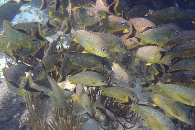 Small-Group Mesoamerican Barrier Reef Snorkeling in Puerto Morelos - What you may see beneath the surface