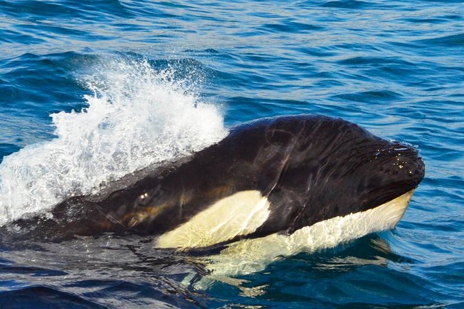 SMALL GROUP Whale Watch | Cabo San Lucas | Biologist | FREE Pics - A marine biologist turns sightings into understanding