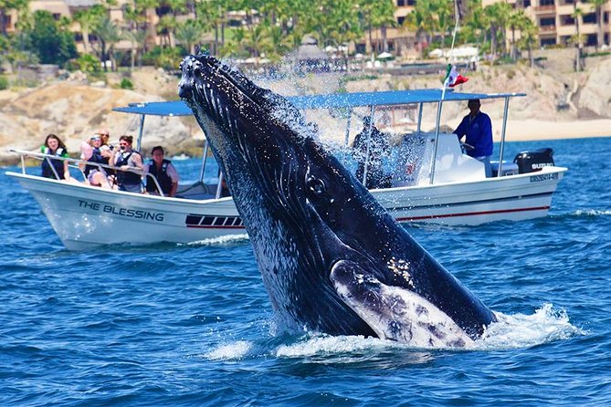 SMALL GROUP Whale Watch | Cabo San Lucas | Biologist | FREE Pics - The hydrophone adds a rare underwater moment