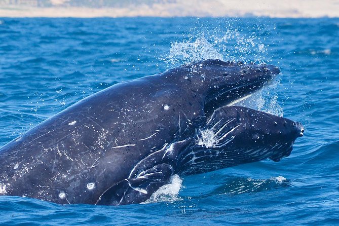 SMALL GROUP Whale Watch | Cabo San Lucas | Biologist | FREE Pics - Is $109 a fair price?