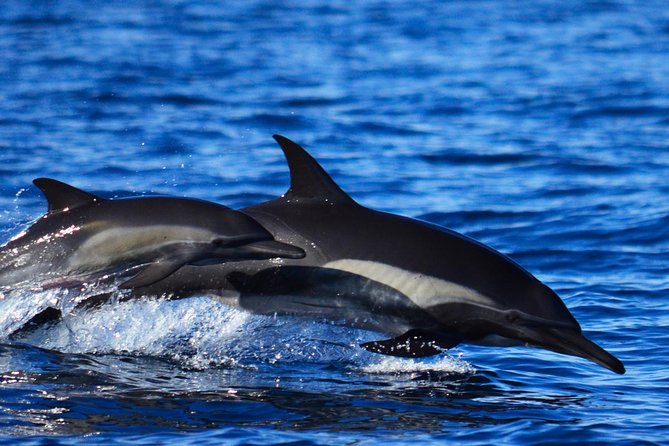 SMALL GROUP Whale Watch | Cabo San Lucas | Biologist | FREE Pics - Rough water, seasickness, and what to bring