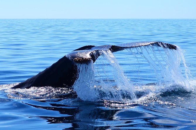 SMALL GROUP Whale Watch | Cabo San Lucas | Biologist | FREE Pics - Heading toward whale country for two hours