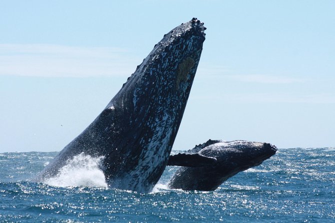 Small-Group Whale Watching Zodiac Boat Cruise in Cabo San Lucas - El Arco, Cabo’s famous first stop
