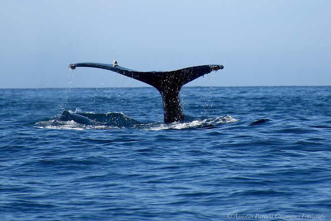 Small-Group Whale Watching Zodiac Boat Cruise in Cabo San Lucas - What you might see during whale season