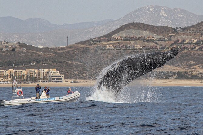 Small-Group Whale Watching Zodiac Boat Cruise in Cabo San Lucas - How the Zodiac ride feels in real conditions