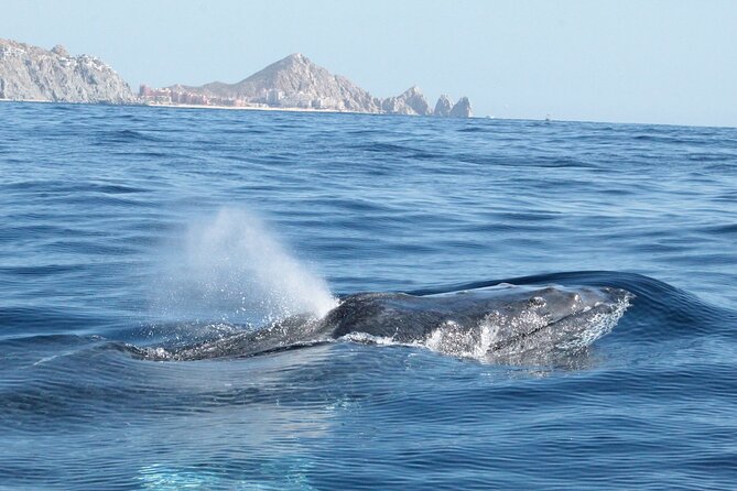 Small-Group Whale Watching Zodiac Boat Cruise in Cabo San Lucas - Is $85 a good value in Cabo?