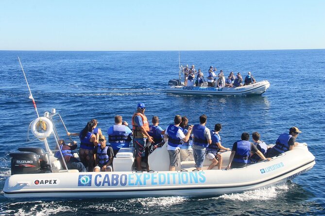 Small-Group Whale Watching Zodiac Boat Cruise in Cabo San Lucas - Timing, weather, and cancellation details