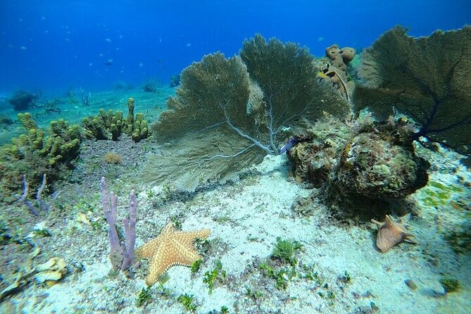 Snorkel along the coast, explore two reefs by Chivis del Mar - A small boat instead of a floating party