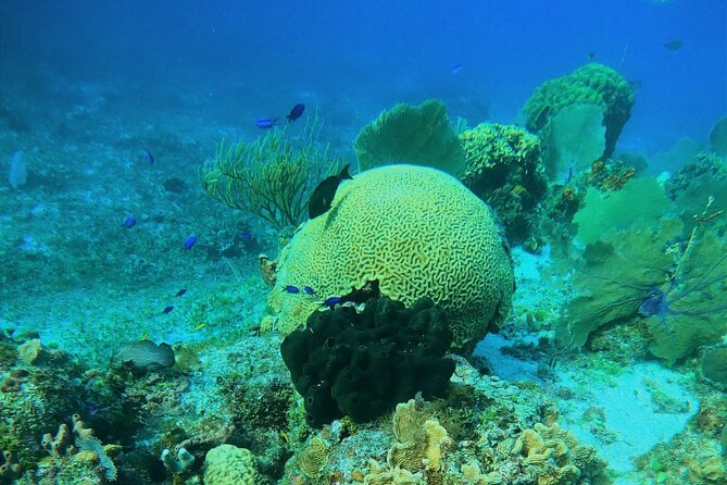 Snorkel along the coast, explore two reefs by Chivis del Mar - Drinks, fruit, and the return to the marina
