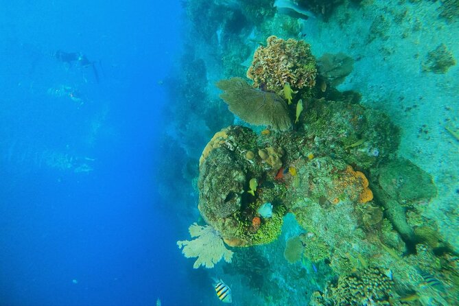 Snorkel along the coast, explore two reefs by Chivis del Mar - What $35.85 really buys you