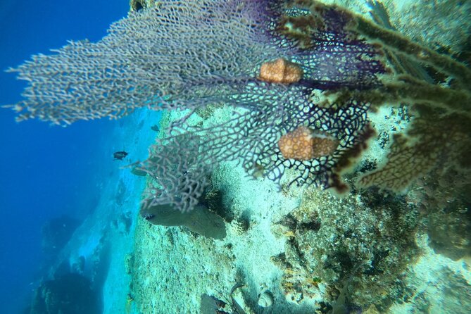 Snorkel along the coast, explore two reefs by Chivis del Mar - Who will enjoy this experience most