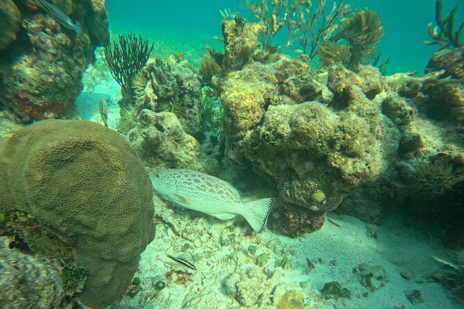 Snorkel at the Reef 2 HOURS Puerto Morelos National park - Entering the water above the Puerto Morelos reef