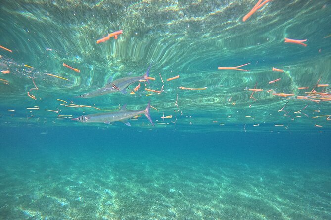 Snorkel at the Reef 2 HOURS Puerto Morelos National park - Group size and the feel of the boat