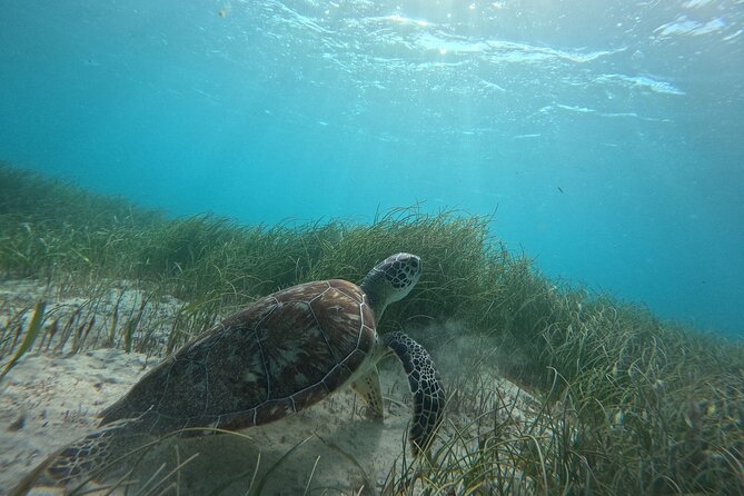 Snorkel at the Reef 2 HOURS Puerto Morelos National park - Starting at Lighthouse Tours in Puerto Morelos