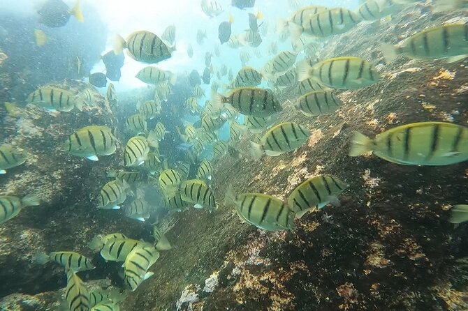Snorkel Privately in Cabo San Lucas - Is $420 A Good Value?