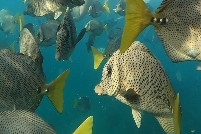 Snorkel & Sunset Sail in Cabo San Lucas - What the boat ride adds to the day