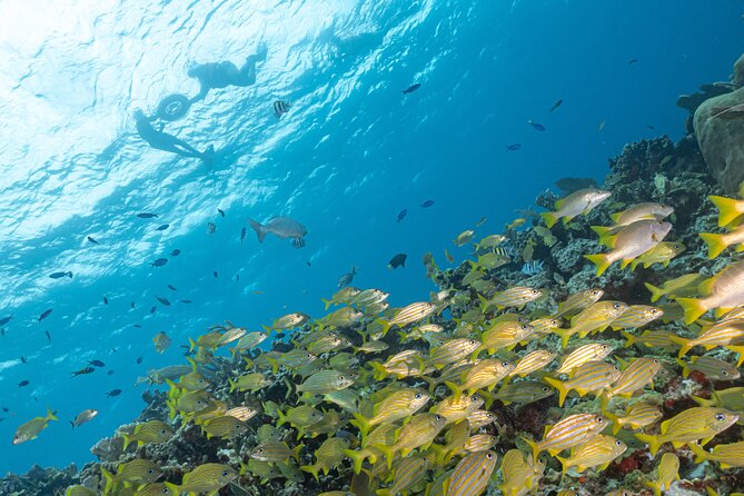 Snorkel Tour at Musa and Manchones Reef - Why Musa and Manchones work well together