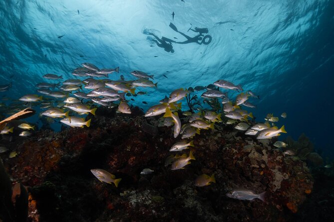 Snorkel Tour at Musa and Manchones Reef - Exploring Manchones Reef by snorkel