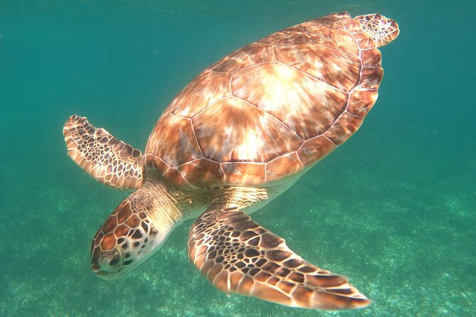 Snorkel Tour on the Costa Maya with experienced Guid - Key details at a glance