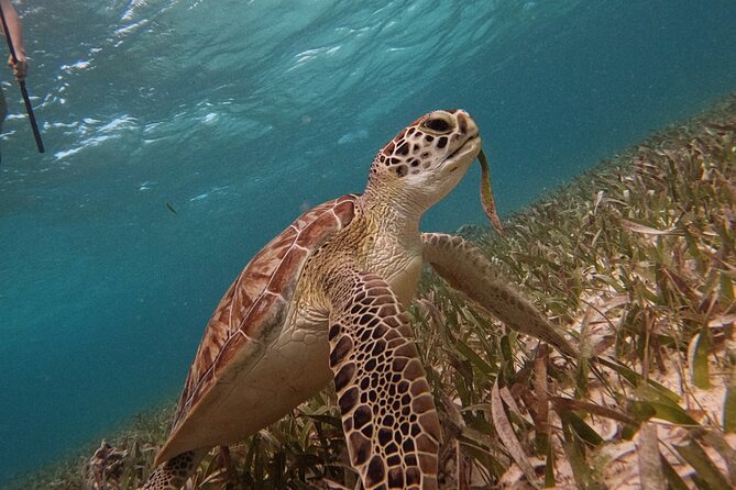 Snorkel Tour on the Costa Maya with experienced Guid - Three underwater areas, three different reasons to watch closely