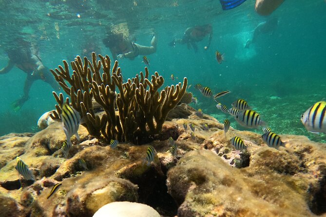 Snorkel Tour on the Costa Maya with experienced Guid - Is this tour suitable for families?