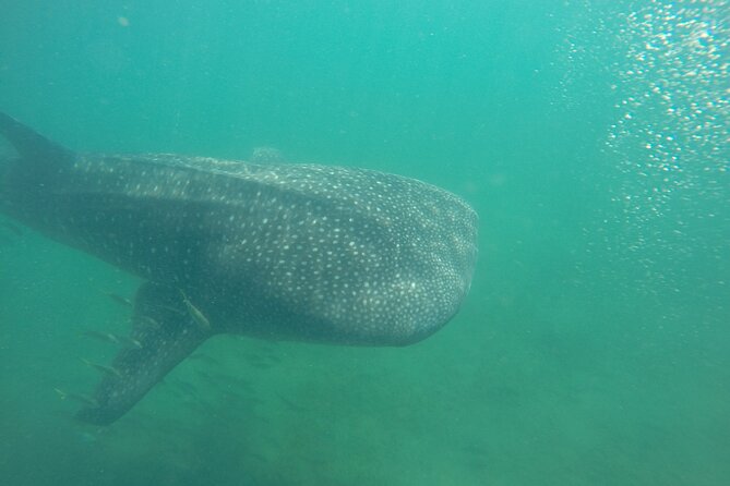 Snorkel Tour with Whale Shark in La Paz - Key Points Before You Book