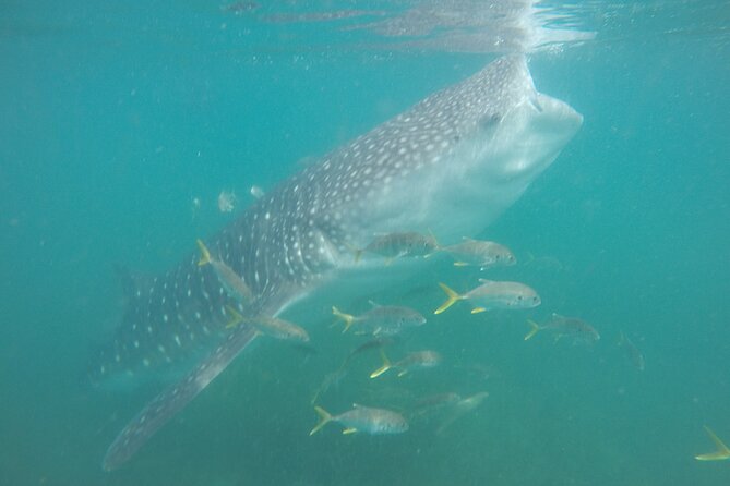 Snorkel Tour with Whale Shark in La Paz - Meeting the Boat at La Paz’s Malecón