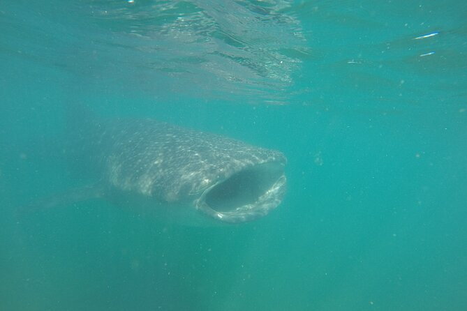 Snorkel Tour with Whale Shark in La Paz - Three Water Turns Beside a Whale Shark