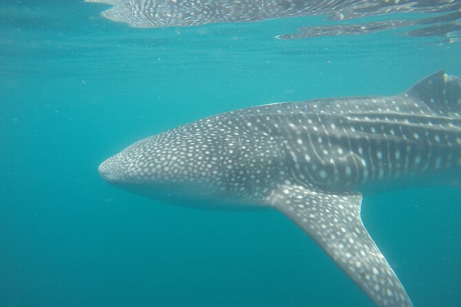 Snorkel Tour with Whale Shark in La Paz - What the Water and Wildlife Encounter Feel Like